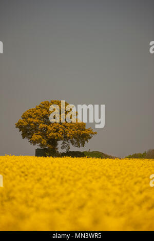A lone tree on the horizon of a field of Oil Rapesseed. Stock Photo
