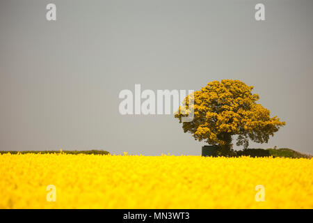 A lone tree on the horizon of a field of Oil Rapeseed Stock Photo