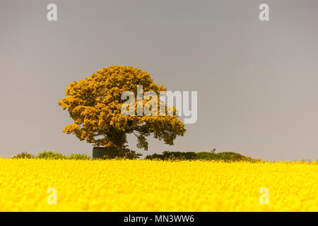 A lone tree on the horizon of a field of Oil Rapeseed Stock Photo