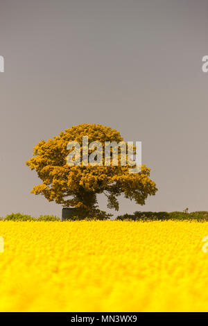 A lone tree on the horizon of a field of Oil Rapeseed Stock Photo