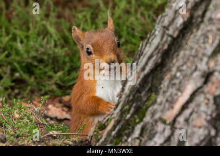 A rare little red squirrel looking curious Stock Photo