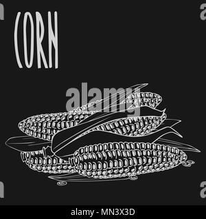 Isolate ripe corn ears or cobs as chalk on blackboard Stock Vector