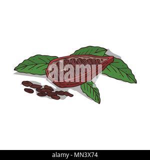 Isolated clipart of plant Cocoa on white background Stock Vector