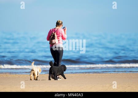 Sunny in Southport, Merseyside. 14th May 2018. UK Weather.  Beautiful Mediterranean style weather over the north west coast of England with warm temperatures, clear blue skies & golden sandy beaches as a woman walks her two dogs along the shoreline of the incoming tide on Southport beach in Merseyside.  Credit: Cernan Elias/Alamy Live News Stock Photo