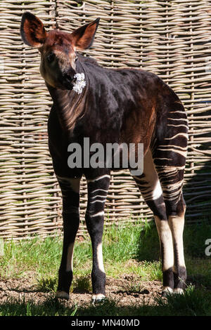 London, UK. 14th May, 2018. Five-month-old Meghan the okapi appears to be given a royal treat of tasty blooms to celebrate the forthcoming Royal Wedding of her namesake Meghan Markle to Prince Harry by her keeper Gemma Metcalf. Credit: Mark Kerrison/Alamy Live News Stock Photo