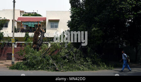 New Delhi, India. 14th May, 2018. A boy walks past fallen trees in New Delhi, India, May 14, 2018. Death toll has risen to 65 across India after dust storms, thunderstorms and rain accompanied by gusty winds hit many states, officials said Monday. Credit: Zhang Xijie/Xinhua/Alamy Live News Stock Photo