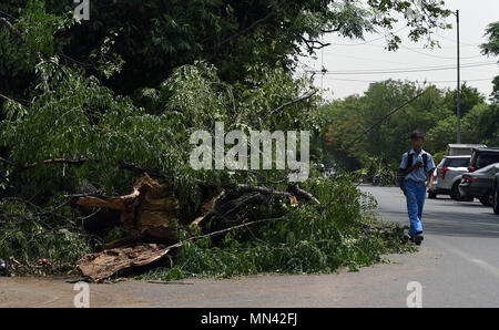New Delhi, India. 14th May, 2018. A boy walks past fallen trees in New Delhi, India, May 14, 2018. Death toll has risen to 65 across India after dust storms, thunderstorms and rain accompanied by gusty winds hit many states, officials said Monday. Credit: Zhang Xijie/Xinhua/Alamy Live News Stock Photo