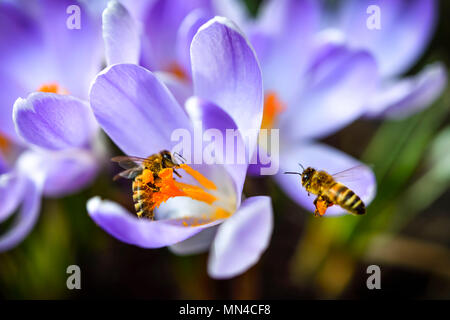 Honey bees (Apis mellifera) on crocus flowers in spring, Honigbienen (Apis mellifera) auf Krokus-Blüten im Frühling Stock Photo