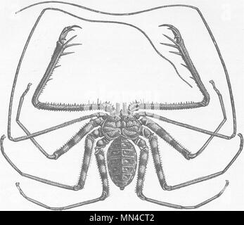 SCORPIONS. West Africa tailless whip-scorpion, Titanodamen johnstoni 1896 Stock Photo