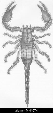 SCORPIONS. African rock-scorpion, Scorpio viatoris 1896 old antique print Stock Photo