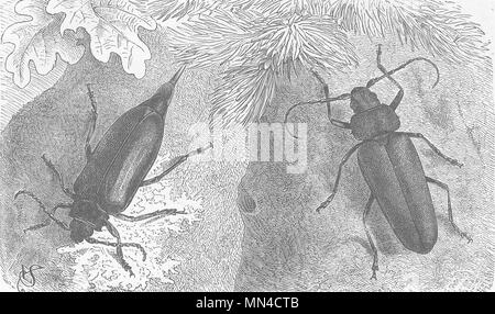 BEETLES. Prionus coriarius; Ergates faber 1896 old antique print picture Stock Photo