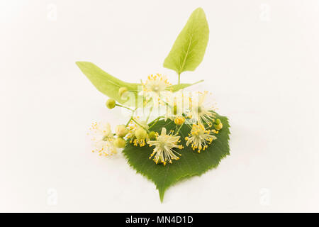 Linden Flowers on a White Background. Stock Photo