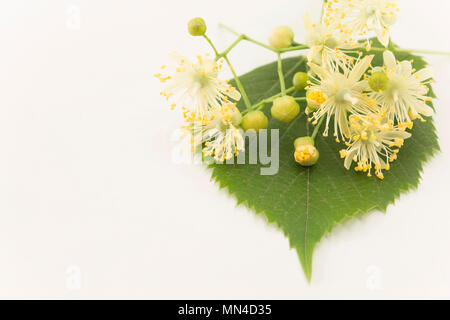 Linden Flowers on a White Background. Stock Photo