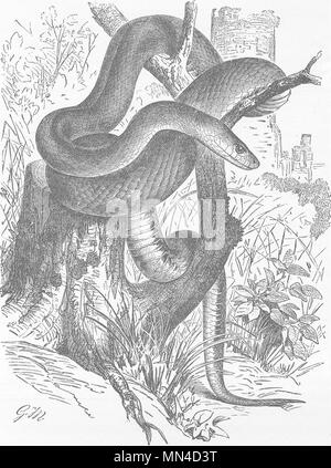 African python swallowing bird  1896 old antique vintage print picture BIRDS 