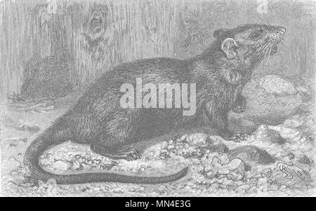 The black rat 1894 old antique vintage print picture RODENTS 