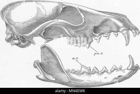 FOXES. Side skull of common fox 1893 old antique vintage print