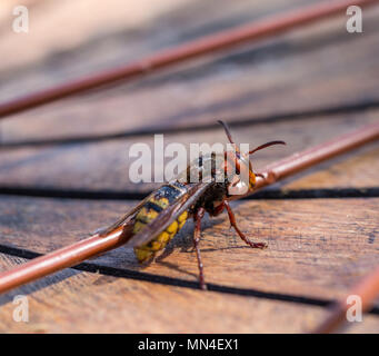 European hornet Vespa crabro  Stock Photo