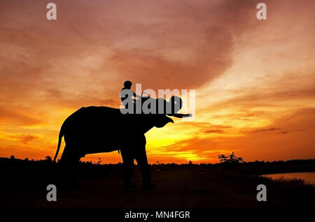 an elephant standing on a rice field in the morning. Elephant village in the north east of Thailand, beautiful relation between man and elephant. Stock Photo