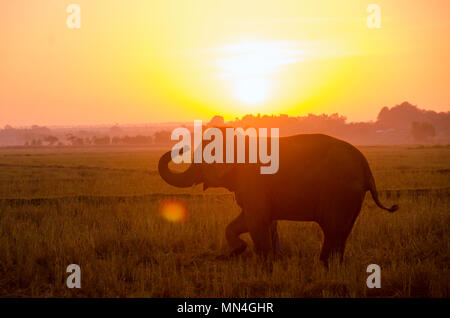 an elephant standing on a rice field in the morning. Elephant village in the north east of Thailand, beautiful relation between man and elephant. Stock Photo