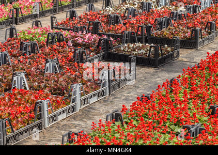 Different kind of flowers and plants in pots,plastic bags or chests at a botanical garden in greenhouse. Stock Photo