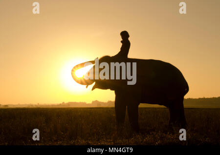 an elephant standing on a rice field in the morning. Elephant village in the north east of Thailand, beautiful relation between man and elephant. Stock Photo