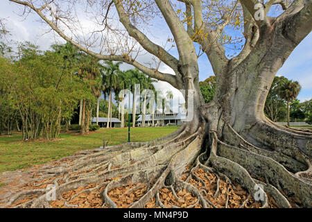 Huge Banyan tree or Moreton Bay fig in the back of the Edison and Ford Winter Estates in Fort Myers, USA Stock Photo