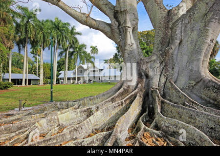 Huge Banyan tree or Moreton Bay fig in the back of the Edison and Ford Winter Estates in Fort Myers, USA Stock Photo