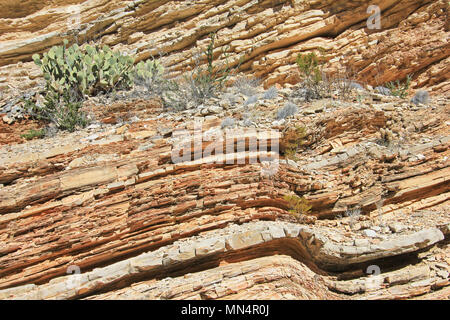 Yellow and red waved rock layers, Big Bend National Park, USA Stock Photo
