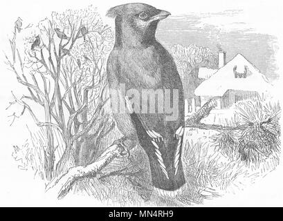 FLY-CATCHER. Silk-tail, Bohemian Chatterer, Wax-Wing c1870 old antique print Stock Photo