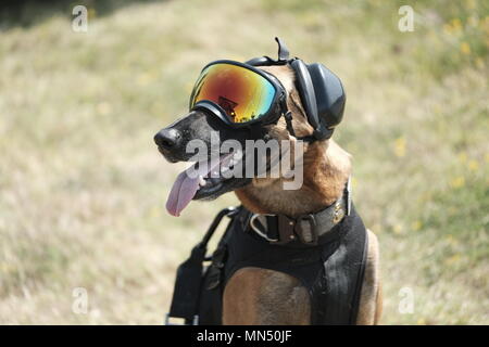 Ricky a Belgian Malinois at Maritime Safety and Security Team San Francisco is shown outfitted in his vertical delivery gear consisting of a hoisting vest eye protection and hearing protection during ...