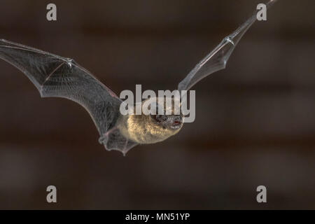 Close up of Pipistrelle bat (Pipistrellus pipistrellus) flying on attic of church in darkness Stock Photo