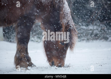 Ponies in the snow in winter, Milborne Port, Somerset, England, UK Stock Photo