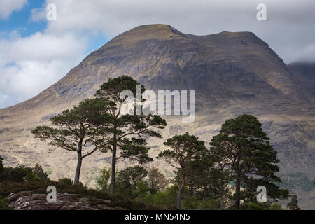 Caledonian Pines above Loch Torridon, Ben Damh Estate, Wester Ross, Scotland, UK Stock Photo
