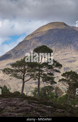 Caledonian Pines above Loch Torridon, Ben Damh Estate, Wester Ross, Scotland, UK Stock Photo