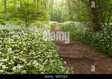 UK Weather: Early morning light on Wild Garlic (Allium ursinum) in an English woodland in Spring. Brumby Wood, Scunthorpe, North Lincolnshire, UK. 11t Stock Photo