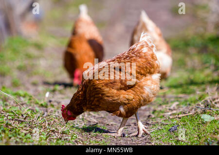 Big nice beautiful red brown hens feeding outdoors in green meadow with fresh grass on bright sunny day on blurred background. Farming of poultry, chi Stock Photo