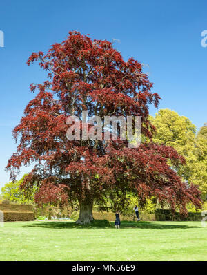 Copper Beech Tree. Stock Photo