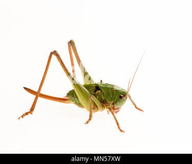 Wart Biter Cricket (Decticus verrucivorus) Stock Photo