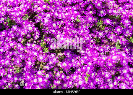 Hardy Ice Plant (Delosperma cooperi) flower bed Stock Photo
