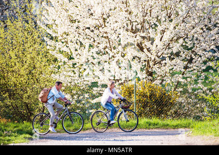 Beautiful senior couple with bicycles outside in spring nature cycling under blossoming trees. Stock Photo