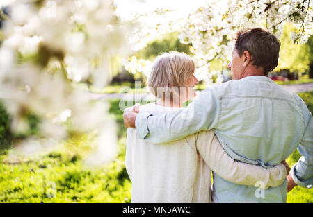Beautiful senior couple in love outside in spring nature under blossoming trees. Rear view. Stock Photo