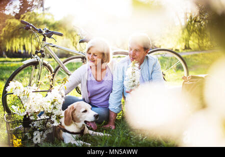 Beautiful senior couple with a dog and bicycles outside in spring nature under blossoming trees. A man and woman in love, sitting on the ground. Stock Photo