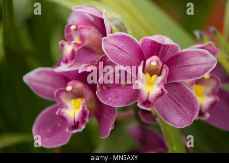 Orchid flower in orchid garden at winter or spring day. Orchid flower for postcard beauty agriculture design. Beautiful orchid flower in tropical. Stock Photo