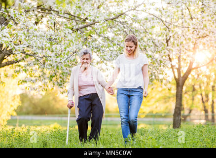 Elderly grandmother with forearm crutch and an adult granddaughter walking outside in spring nature. Stock Photo