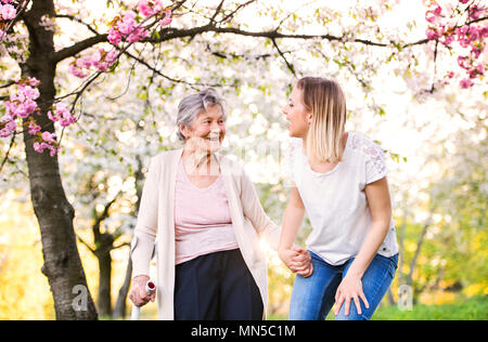 Elderly grandmother with forearm crutch and an adult granddaughter walking outside in spring nature. Stock Photo