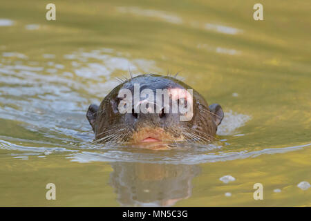 Giant otter (Pteronura brasiliensis) in water, Pantanal, Mato Grosso, Brazil Stock Photo