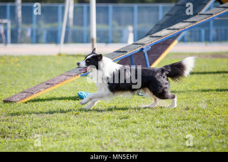 Dog in agility competition. Border collie runs towards next obstacle Stock Photo