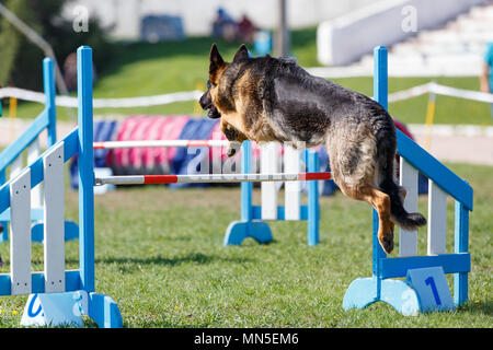 German Shepherd Dog, Training Activities Stock Photo - Alamy