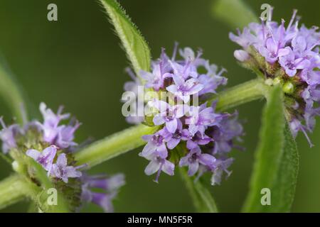 Wild field mint, Mentha arvensis Stock Photo