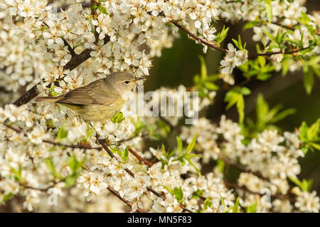 avian, bird, birds, cute, nature, Orange- Crowned Warbler Oreothlypis celata Stock Photo